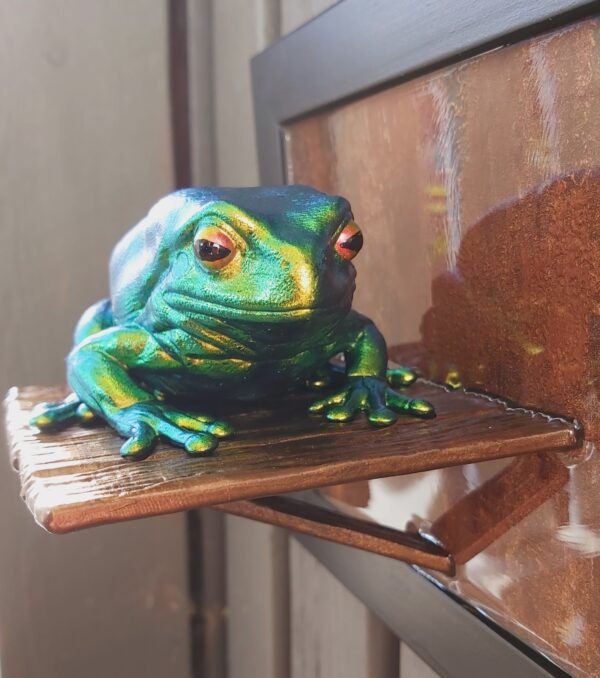 Australian green tree frog - Image 7