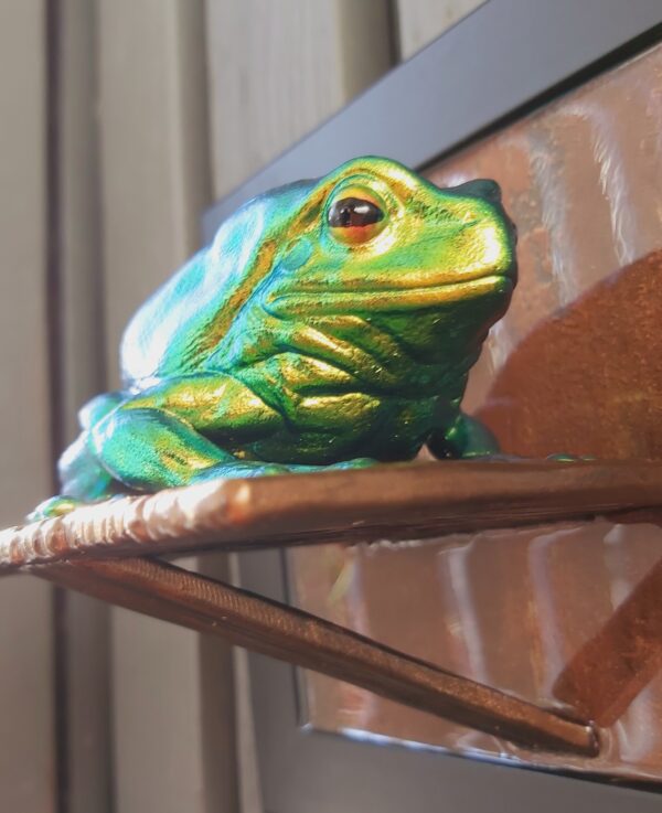 Australian green tree frog - Image 4