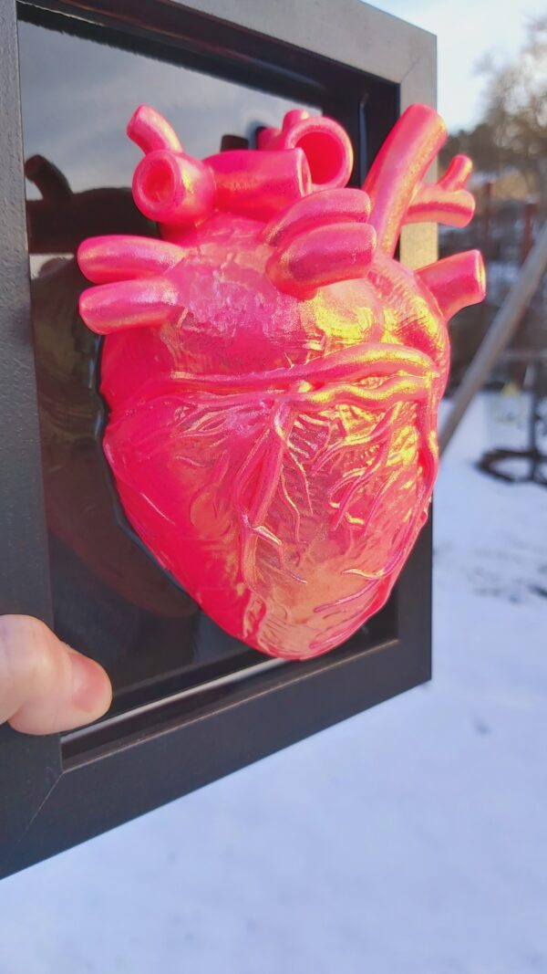 Anatomical Heart - Image 3
