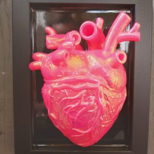 Anatomical Heart