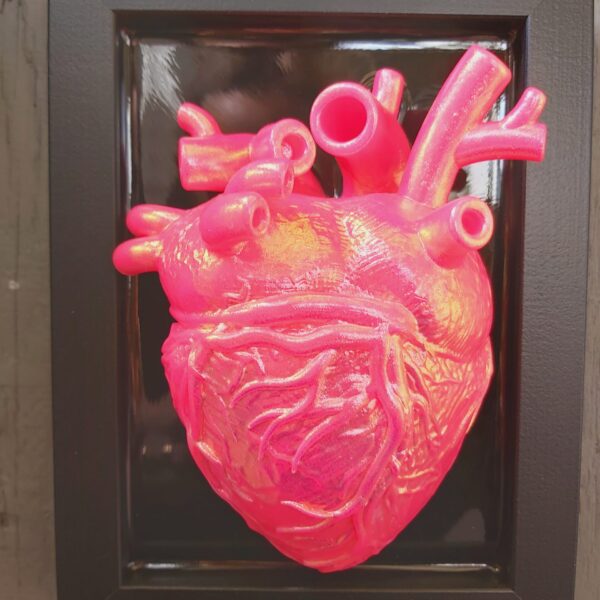 Anatomical Heart