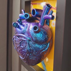 Anatomical Heart
