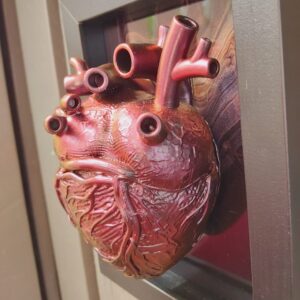 Anatomical Heart