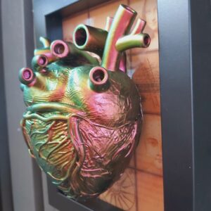 Anatomical Heart