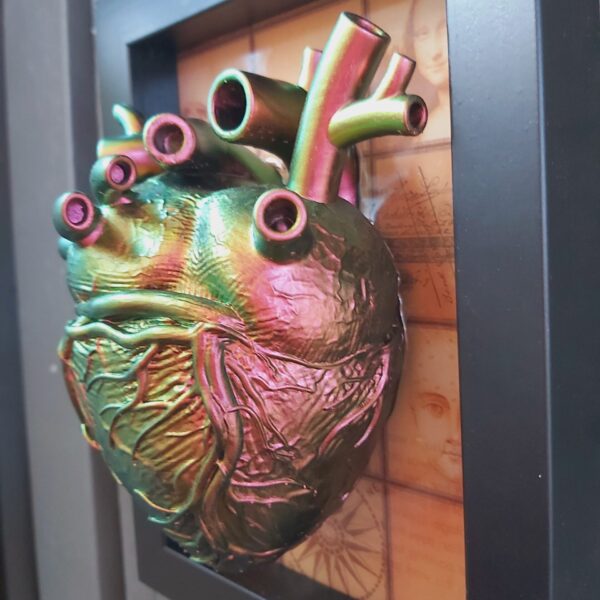 Anatomical Heart