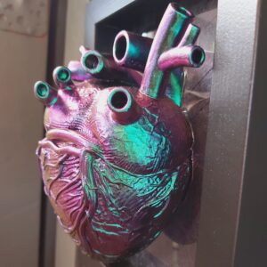 Anatomical Heart