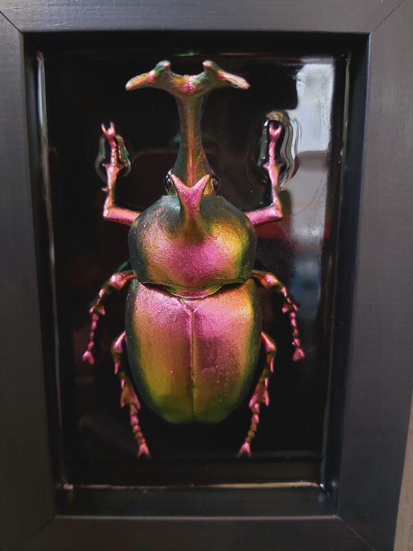 Japanese Rhinoceros Beetle - Image 2