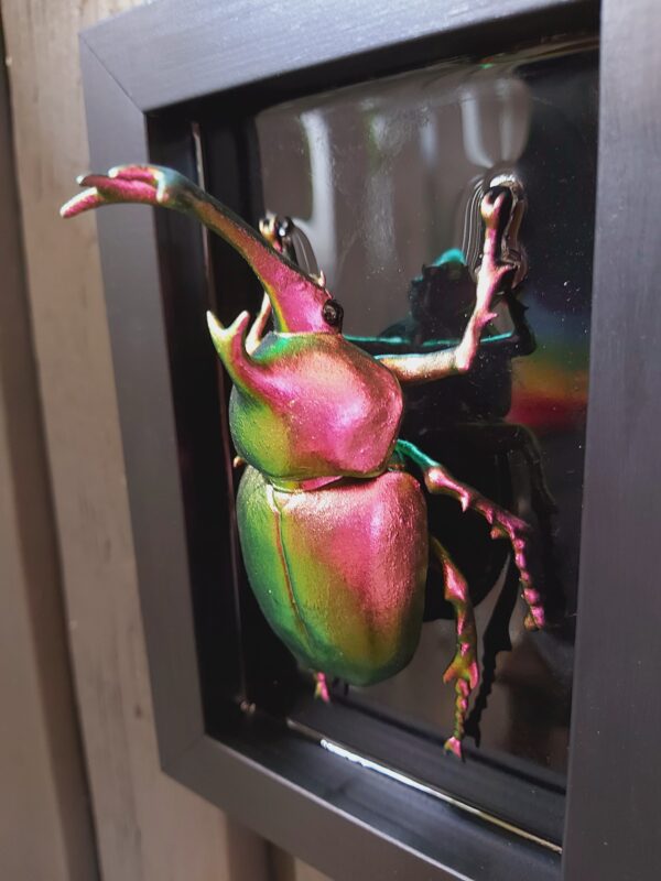 Japanese Rhinoceros Beetle - Image 3