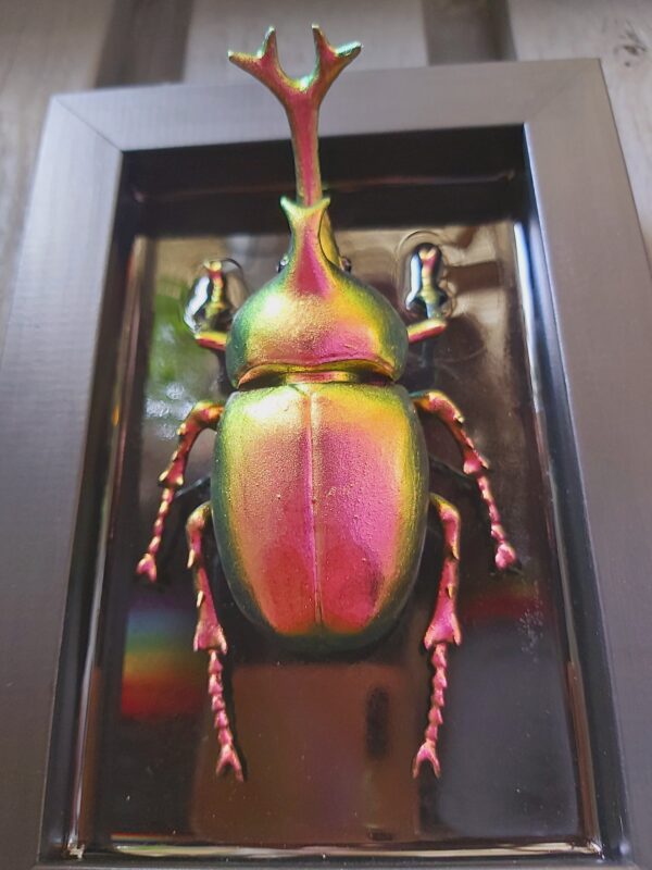 Japanese Rhinoceros Beetle - Image 6