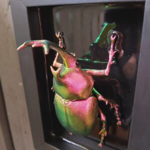Japanese Rhinoceros Beetle