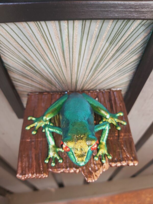 Red-eyed tree frog on shelf (large) - Image 3