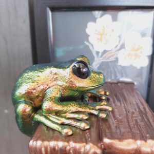 Maroon-eyed frog on shelf
