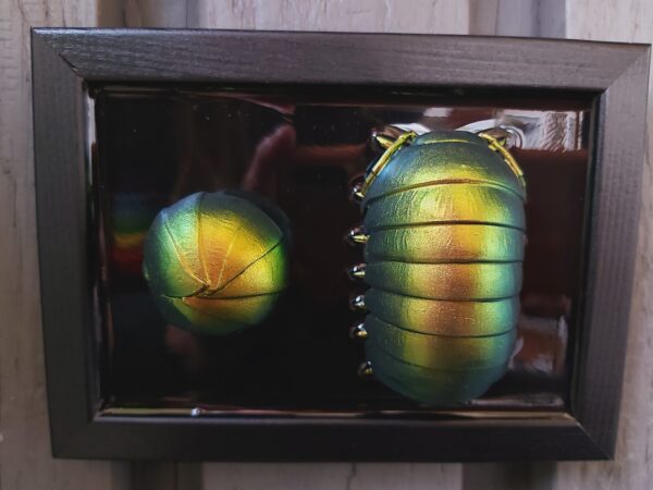 Isopods - Image 2