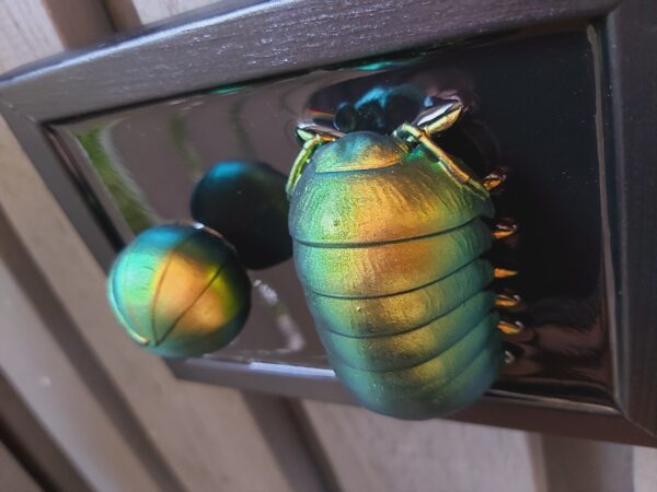 Isopods - Image 3