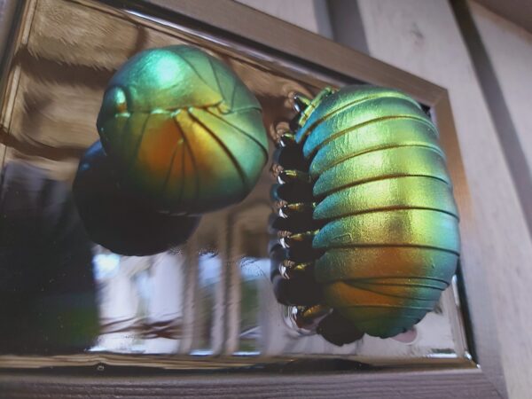 Isopods - Image 5