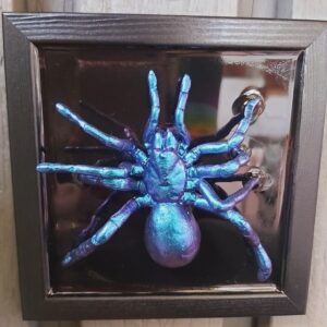 Tarantula