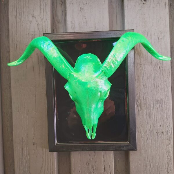 Goat Skull - Image 2