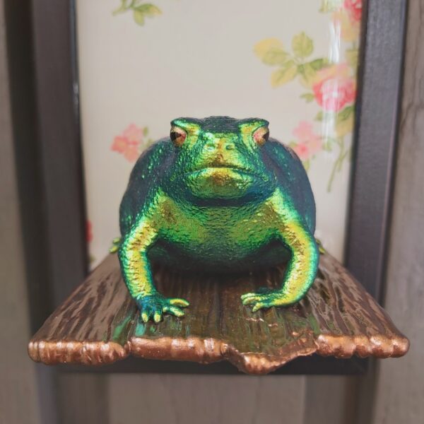 Rain frog on shelf