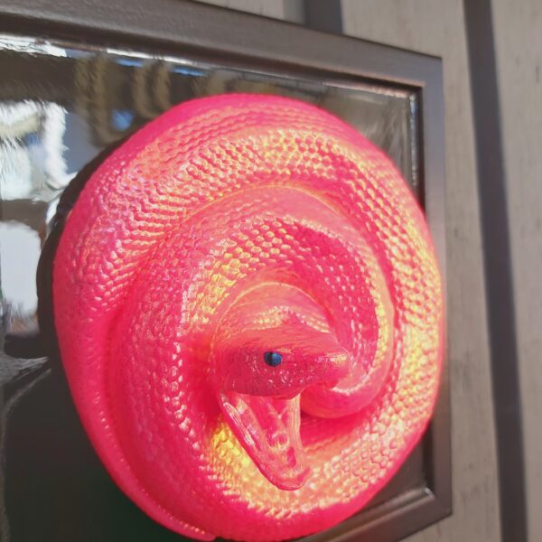 Coiled Cottonmouth - Image 6