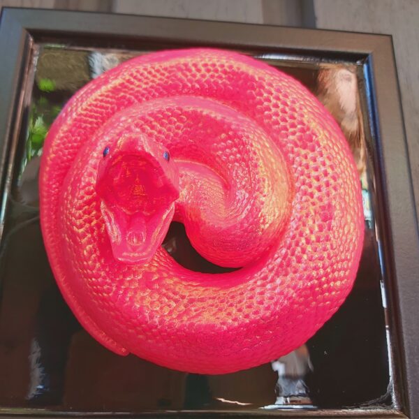 Coiled Cottonmouth - Image 3