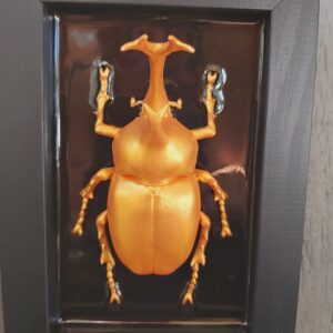 Japanese Rhinoceros Beetle