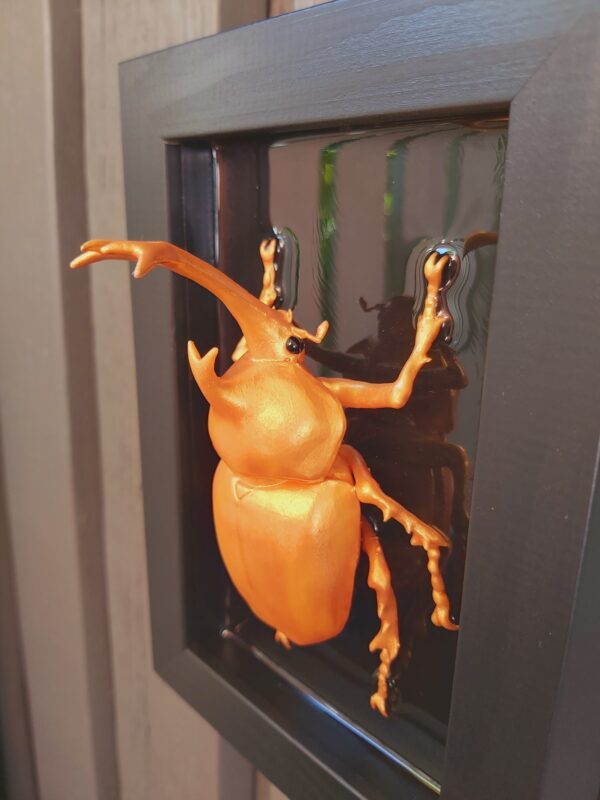 Japanese Rhinoceros Beetle - Image 5