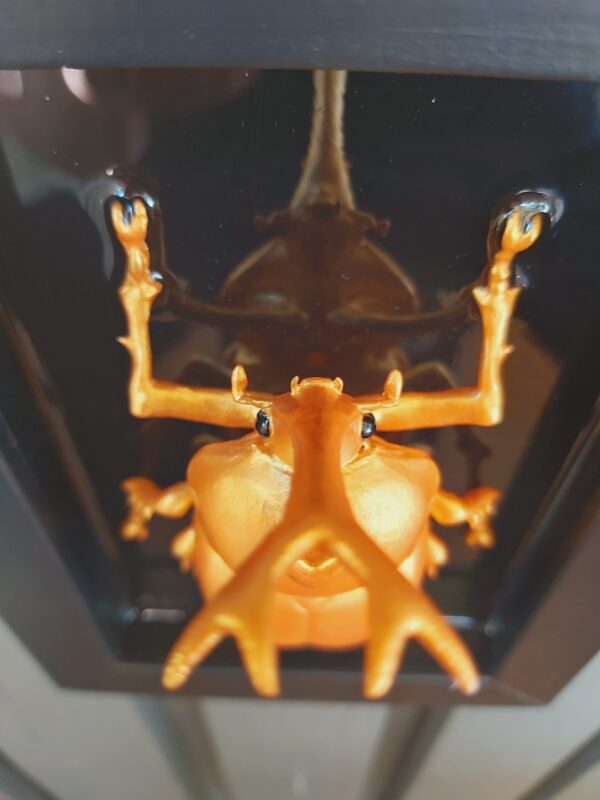 Japanese Rhinoceros Beetle - Image 2