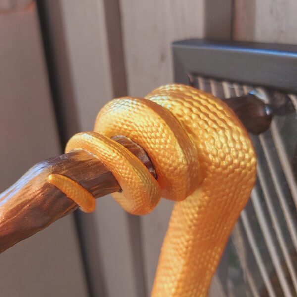 Green Tree Python Facing Sideways - Image 6
