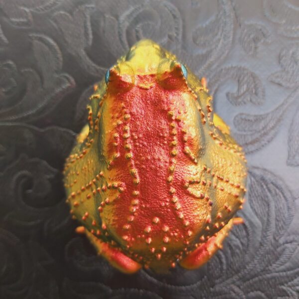 Slingshot Frog Magnet - Image 3
