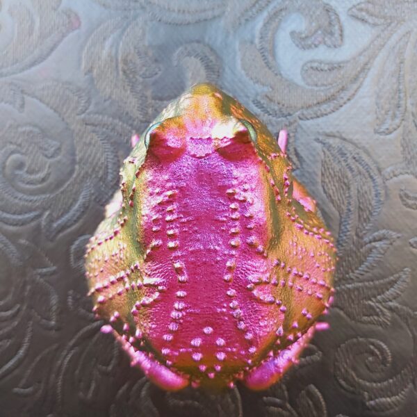 Slingshot Frog Magnet - Image 3
