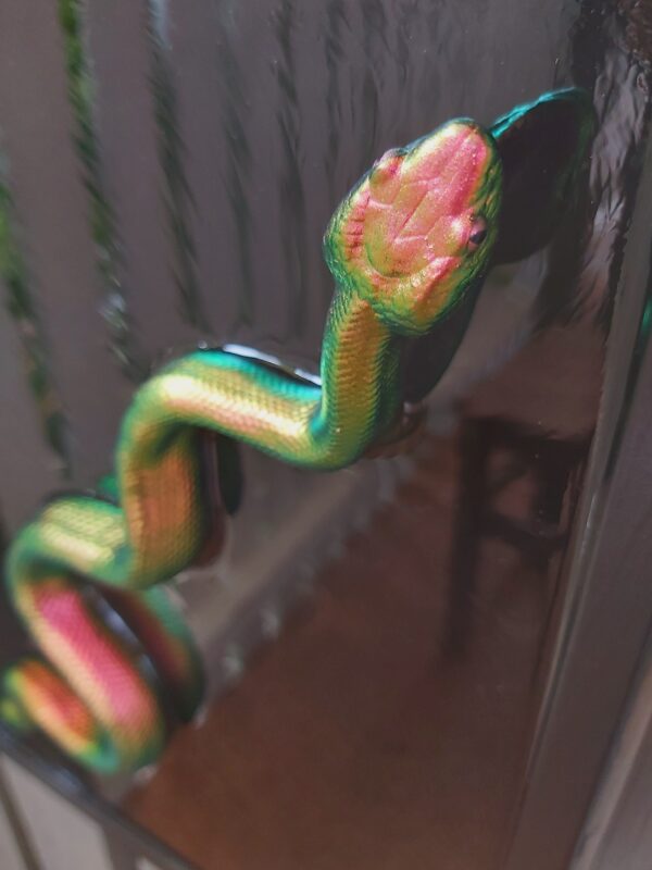 Slithering Copperhead - Image 6