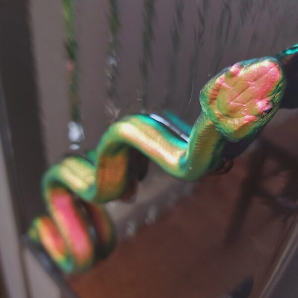 Slithering Copperhead - Image 7